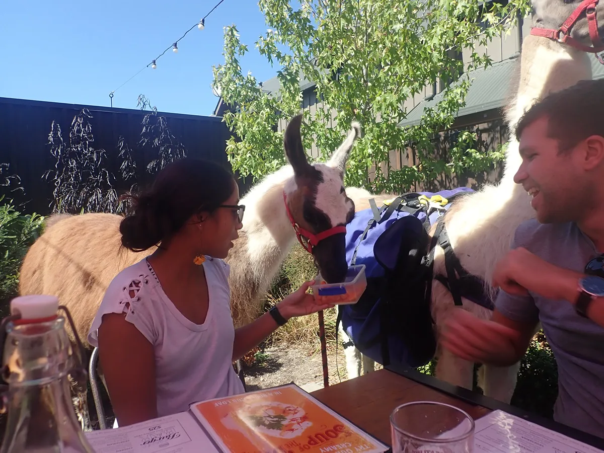 Outdoor dining with animals at Fire & Ice Restaurant Hanmer Springs